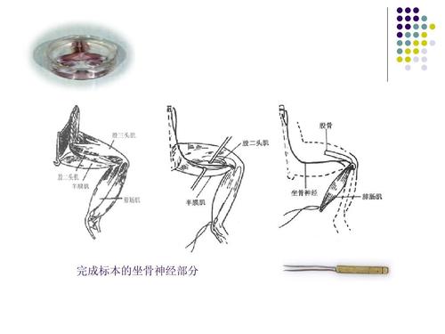 青蛙坐骨神经腓肠肌标本的制备视频